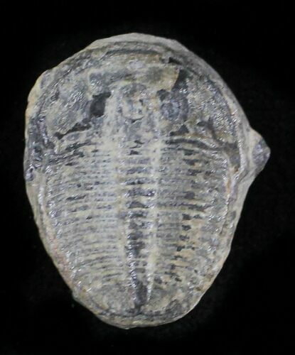 Elrathia Trilobite - Wheeler Shale, Utah #24853